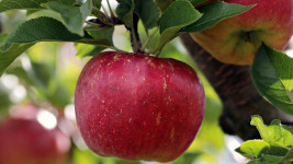 jablko apple-2788616 1280